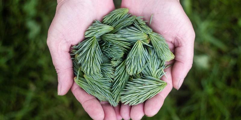 平安健康（检测）中心：揭秘“医疗+保险”闭环如何重塑健康管理新范式