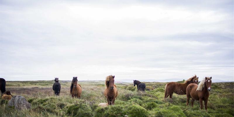 平安好医生深度解析:在线问诊如何撬动千亿保险市场,重塑金融理财生态
